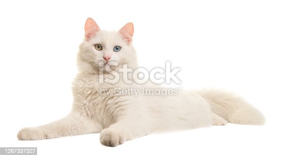 Detail Kucing Turkish Van Nomer 37