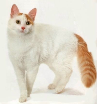 Detail Kucing Turkish Van Nomer 44