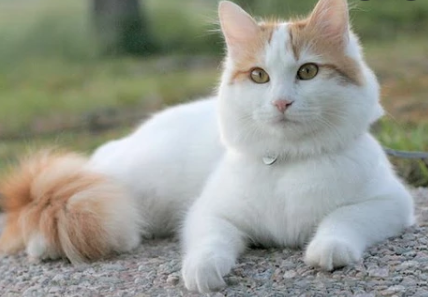 Detail Kucing Turkish Van Nomer 6