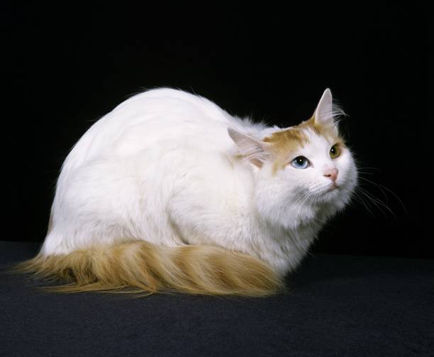 Detail Kucing Turkish Van Nomer 56