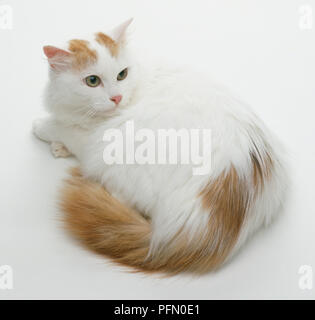 Detail Kucing Turkish Van Nomer 8