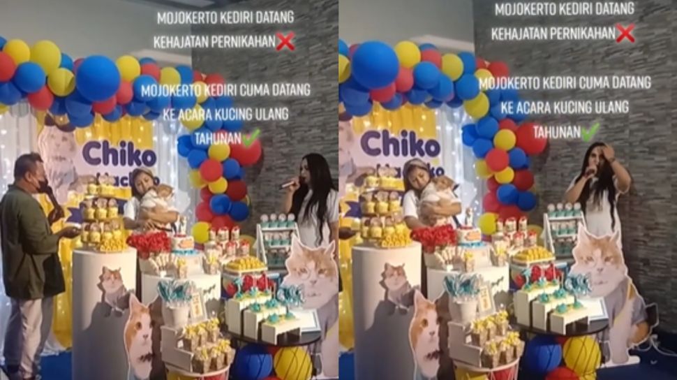 Detail Kucing Ulang Tahun Nomer 50