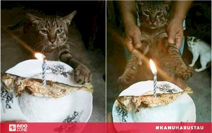 Detail Kucing Ulang Tahun Nomer 54