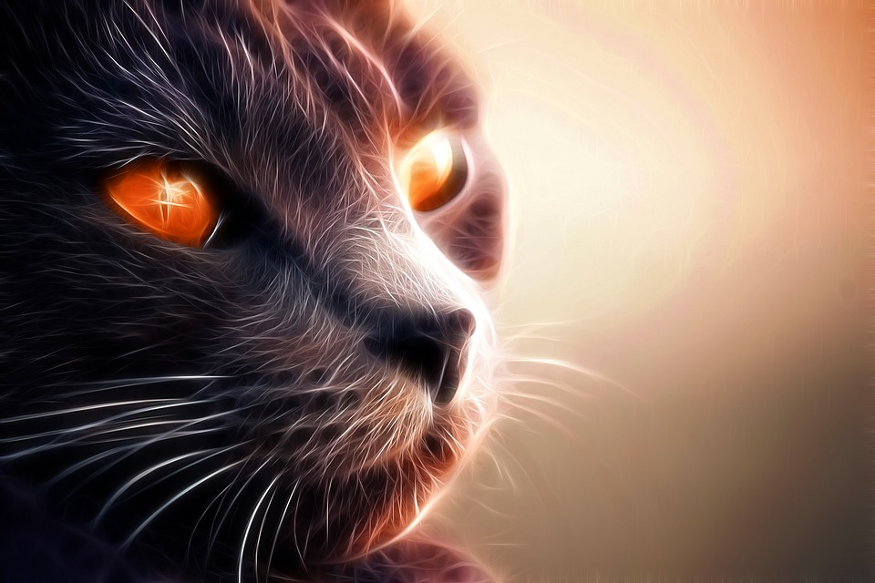 Detail Kucing Wallpaper Hd Nomer 26