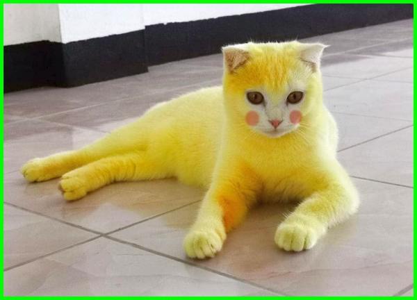 Detail Kucing Warna Kuning Nomer 3