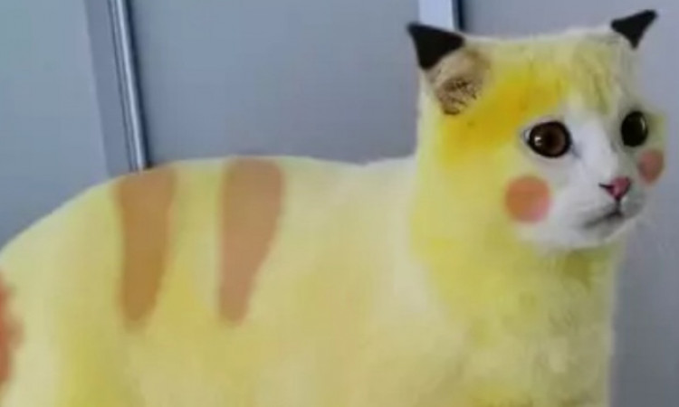 Detail Kucing Warna Kuning Nomer 9