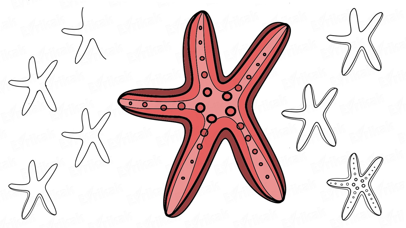 Detail Mewarnai Bintang Laut Nomer 41