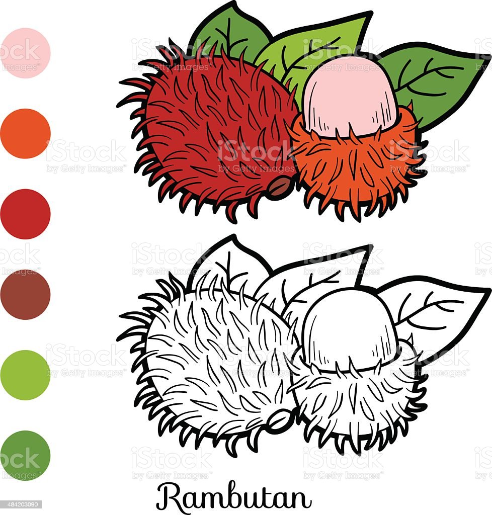 Detail Mewarnai Buah Rambutan Nomer 13