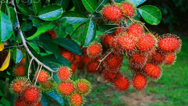 Detail Mewarnai Buah Rambutan Nomer 41