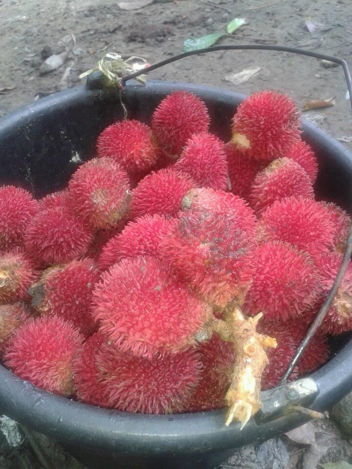 Detail Mewarnai Buah Rambutan Nomer 43