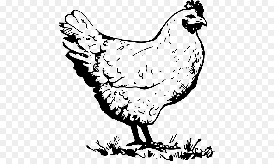 Detail Mewarnai Gambar Ayam Goreng Nomer 18