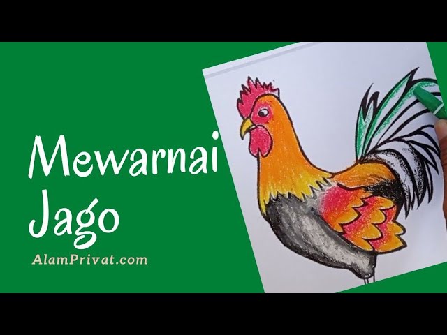 Detail Mewarnai Gambar Ayam Jago Nomer 21