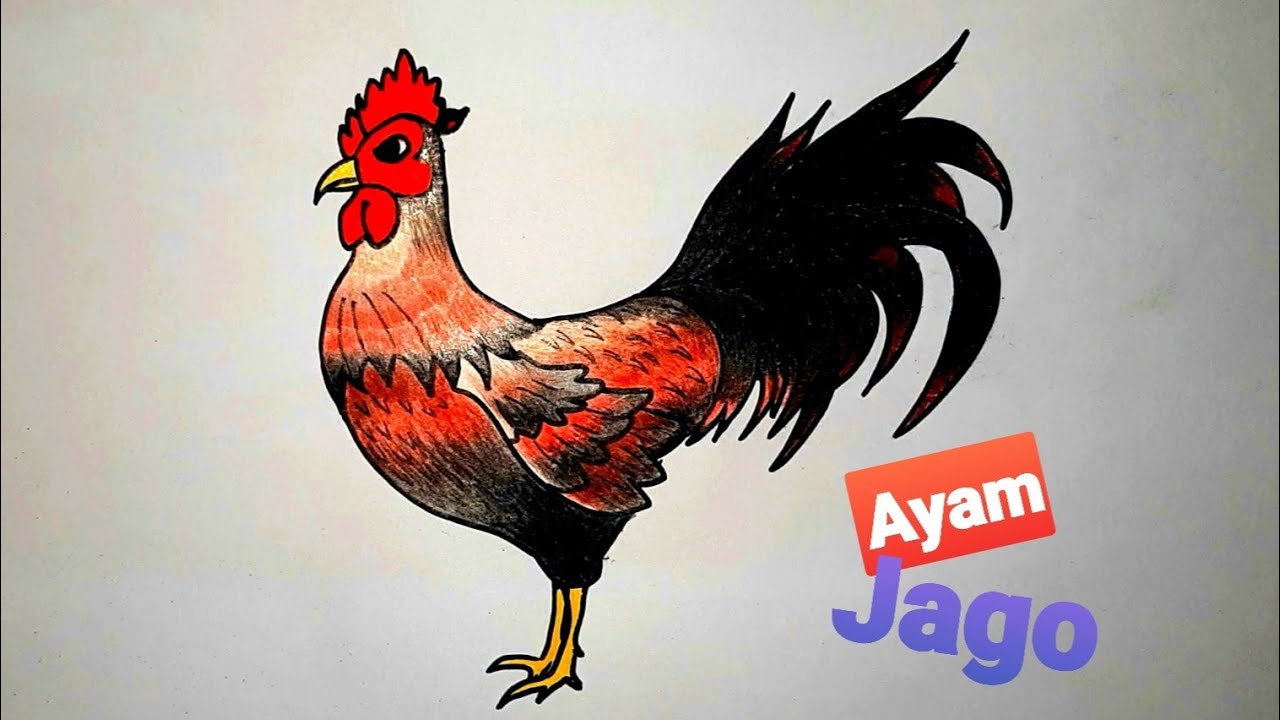 Detail Mewarnai Gambar Ayam Jago Nomer 9