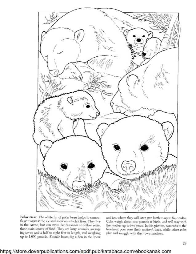 Detail Mewarnai Gambar Beruang Nomer 23