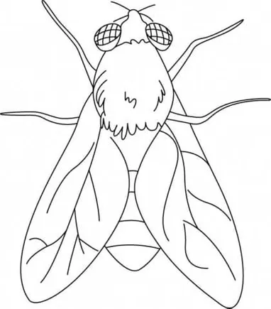 Detail Mewarnai Gambar Binatang Serangga Nomer 30