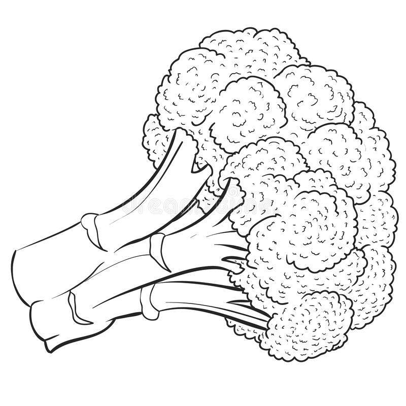 Detail Mewarnai Gambar Brokoli Nomer 40