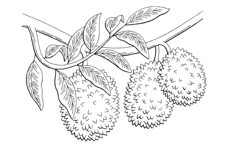 Detail Mewarnai Gambar Buah Durian Nomer 23