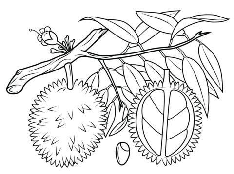 Detail Mewarnai Gambar Buah Durian Nomer 6