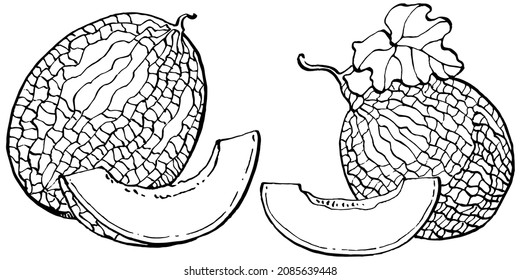 Detail Mewarnai Gambar Buah Melon Nomer 31
