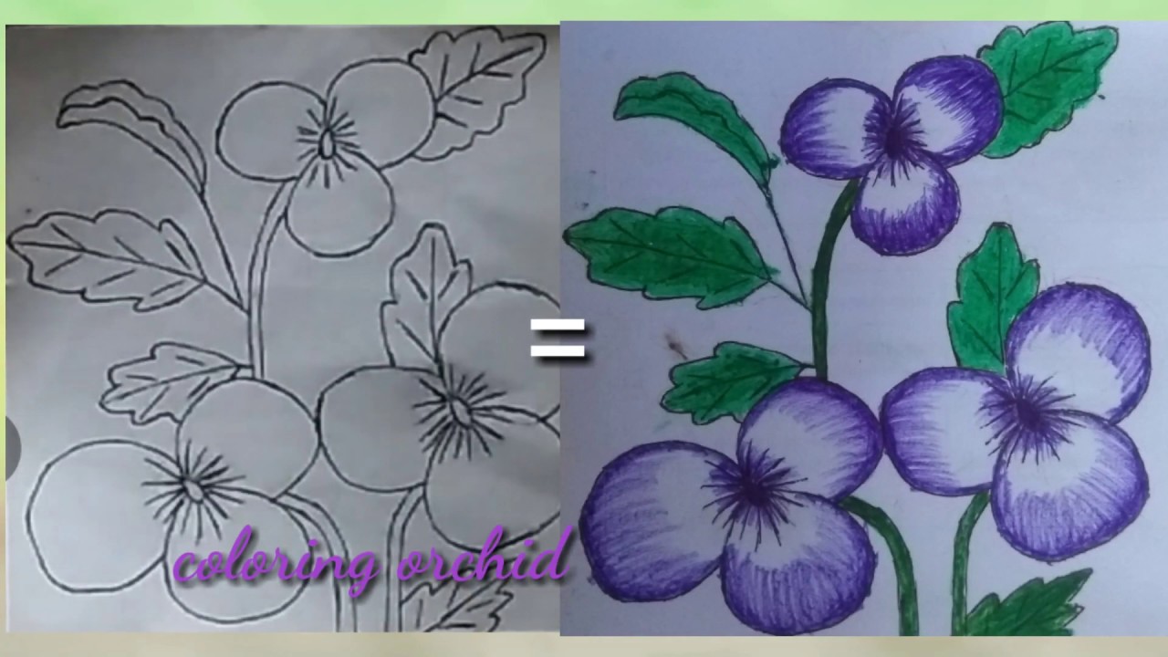 Detail Mewarnai Gambar Bunga Anggrek Nomer 15