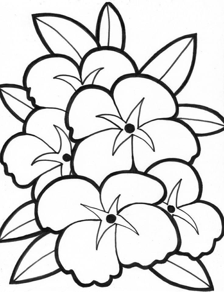 Detail Mewarnai Gambar Bunga Anggrek Nomer 21