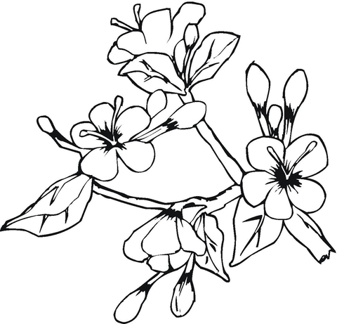 Detail Mewarnai Gambar Bunga Anggrek Nomer 30