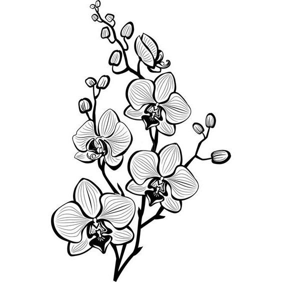 Detail Mewarnai Gambar Bunga Anggrek Nomer 50