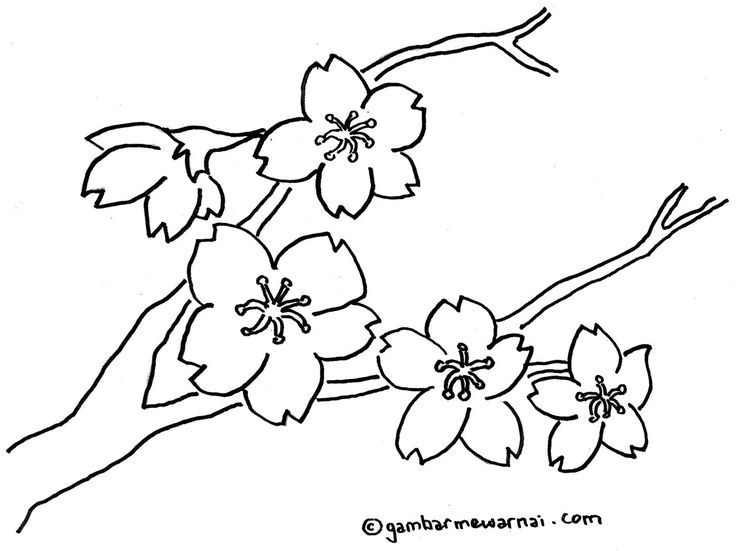 Detail Mewarnai Gambar Bunga Anggrek Nomer 9