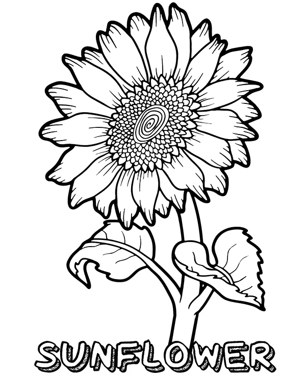 Detail Mewarnai Gambar Bunga Matahari Nomer 44