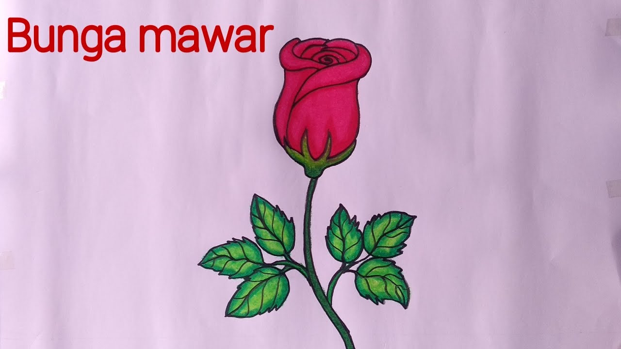 Detail Mewarnai Gambar Bunga Mawar Merah Nomer 35