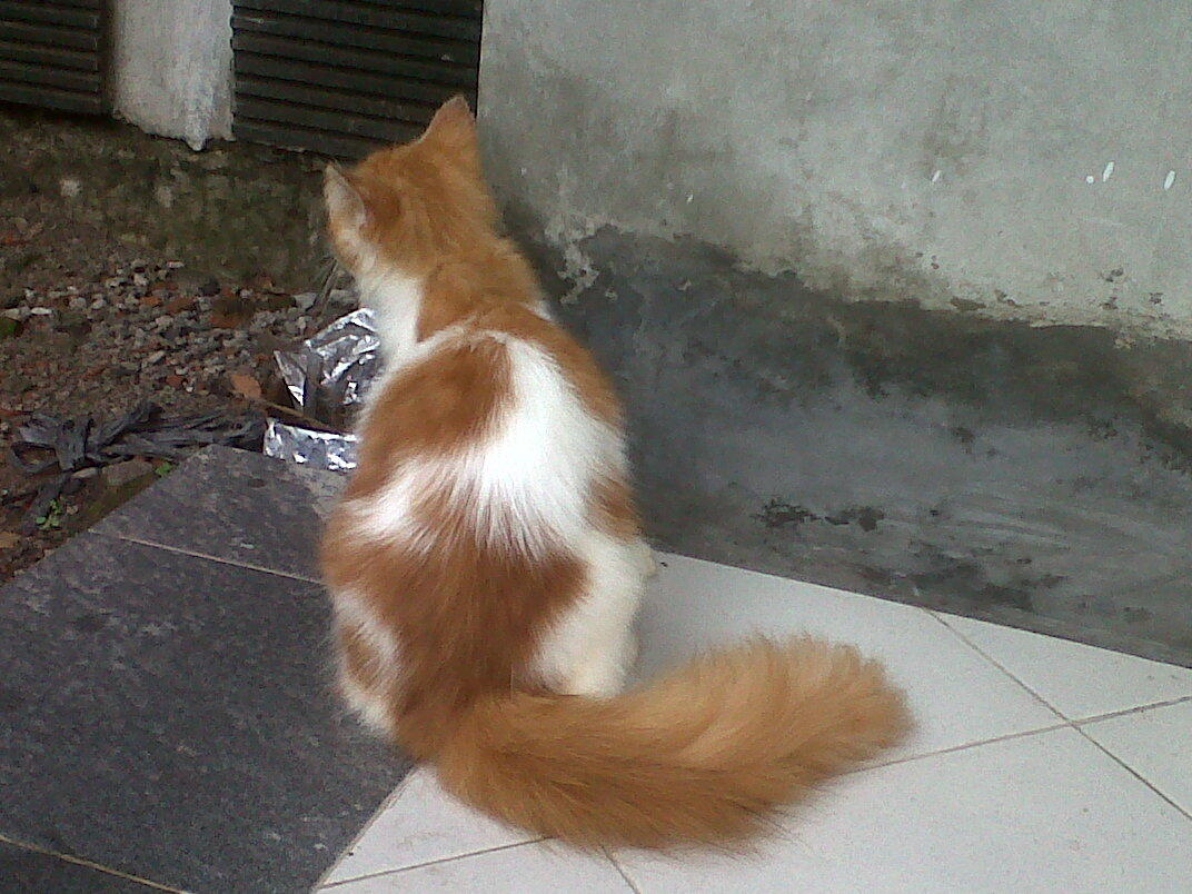 Detail Kucing Warna Kuning Nomer 45