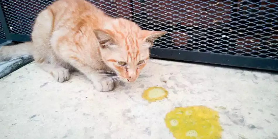 Detail Kucing Warna Kuning Nomer 50