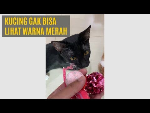 Detail Kucing Warna Merah Nomer 12