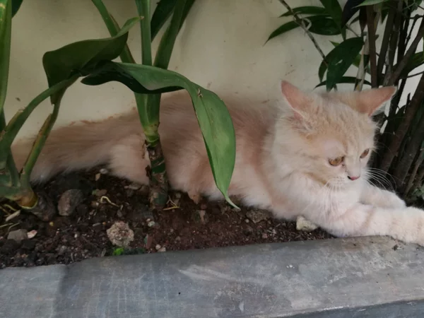 Detail Kucing Warna Mocca Nomer 47