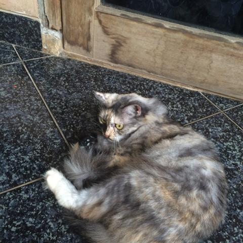 Detail Kucing Warna Tortie Nomer 46