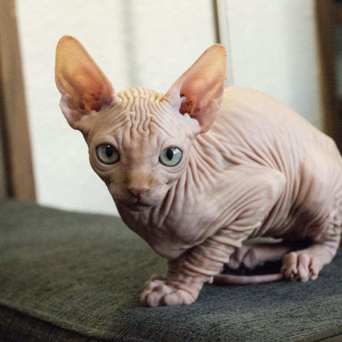 Kucing Yang Tidak Berbulu - KibrisPDR