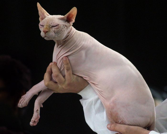 Detail Kucing Yang Tidak Berbulu Nomer 2