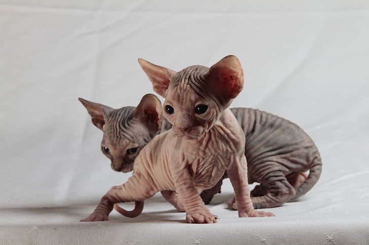 Detail Kucing Yang Tidak Berbulu Nomer 13
