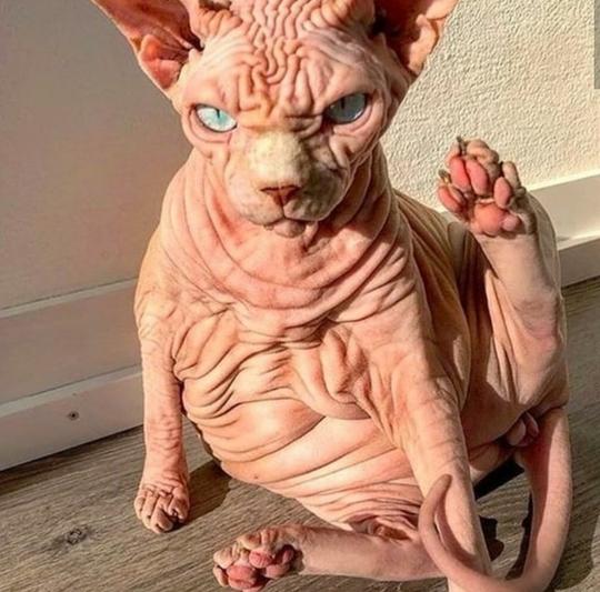 Detail Kucing Yang Tidak Berbulu Nomer 14