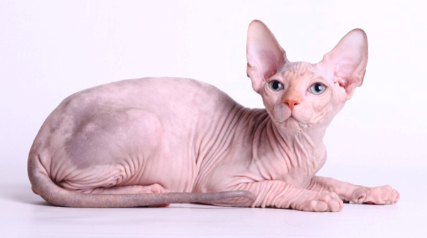 Detail Kucing Yang Tidak Berbulu Nomer 15