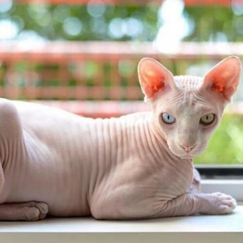Detail Kucing Yang Tidak Berbulu Nomer 16