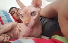 Detail Kucing Yang Tidak Berbulu Nomer 23