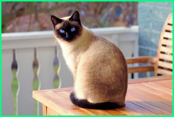Detail Kucing Yang Tidak Berbulu Nomer 25