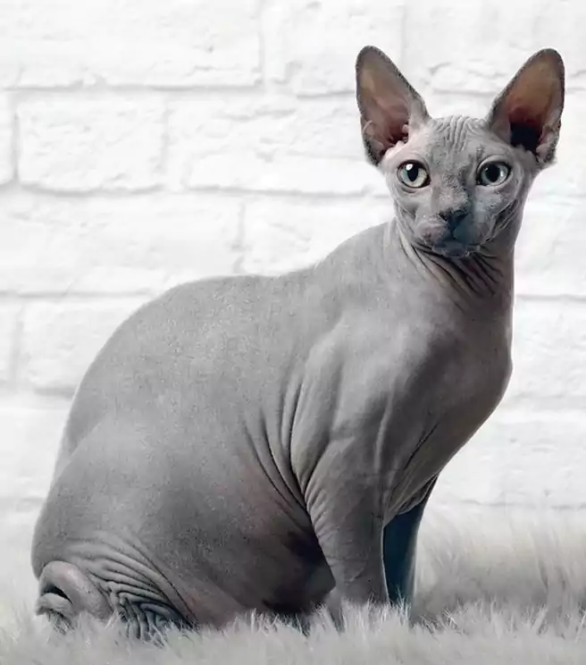 Detail Kucing Yang Tidak Berbulu Nomer 26