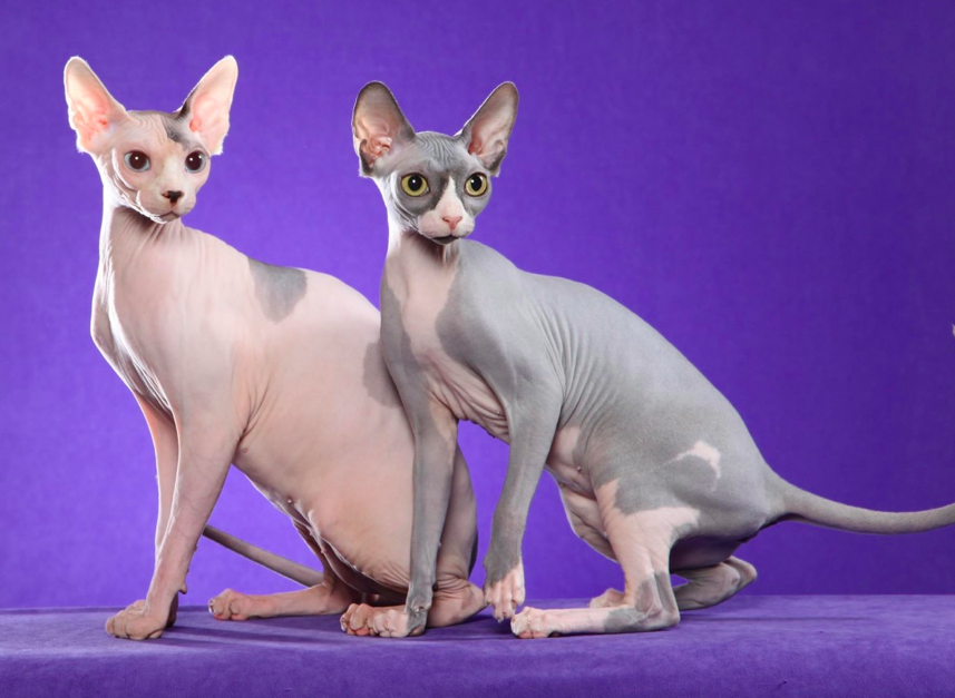 Detail Kucing Yang Tidak Berbulu Nomer 4