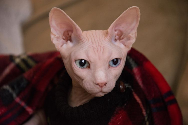 Detail Kucing Yang Tidak Berbulu Nomer 28