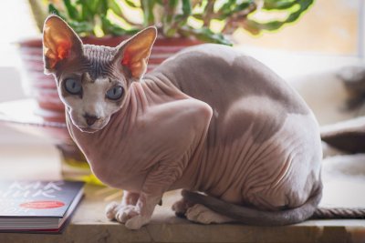 Detail Kucing Yang Tidak Berbulu Nomer 29