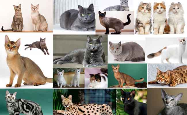 Detail Kucing Yang Tidak Berbulu Nomer 30