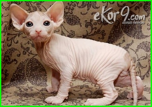 Detail Kucing Yang Tidak Berbulu Nomer 32