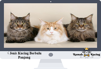 Detail Kucing Yang Tidak Berbulu Nomer 35